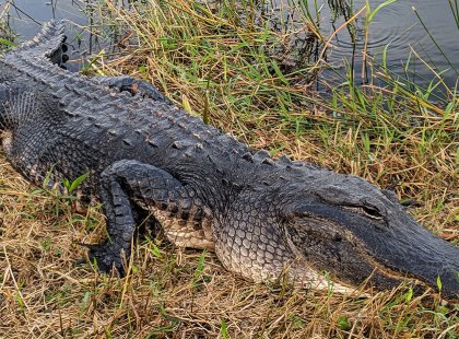 With a remarkable array of biodiversity, Everglades National Park is home to species such as the American Alligator.