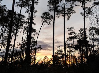 Towering Slash Pine set against a beautiful Everglades’ sunset.
