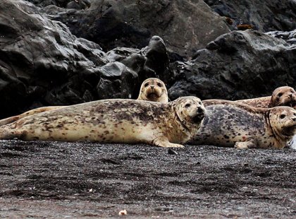 Elephant seals galore lie along the many beaches near San Simeon.