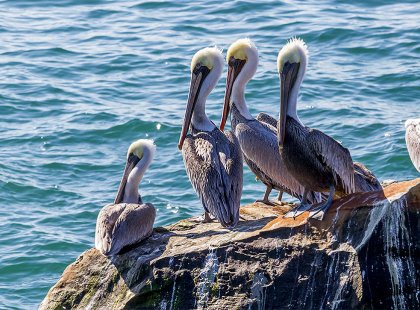 Pelicans on the rock after an ocean feeding along the Pacific Ocean is a common occurrence on this tour.