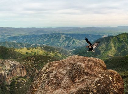 Throughout our adventure, we continually look to the skies in hopes of seeing a magnificent California Condor glide by. Pinnacles offers the perfect breeding habitat for this critically-endangered species.