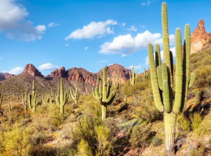 Filled with cacti forests, diverse wildlife and the rugged McDowell Mountains, our warm-up hike the McDowell Sonoran Preserve provides the perfect introduction to the Sonoran Desert ecosystem.