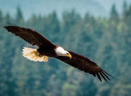 Spotting the American Bald Eagle is common on all three islands we will visit.