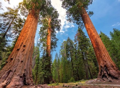 In Sequoia National Park , hike along a series of rolling, interconnecting trails to the Giant Forest, home of General Sherman, the largest Sequoia on Earth.