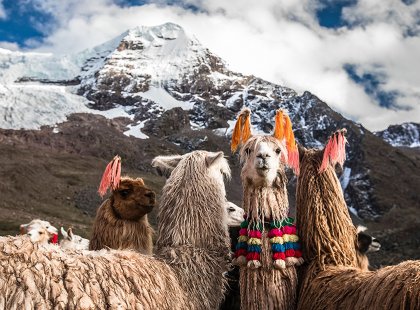 Spend five days trekking with resident llamas around the mighty Ausangate mountain.