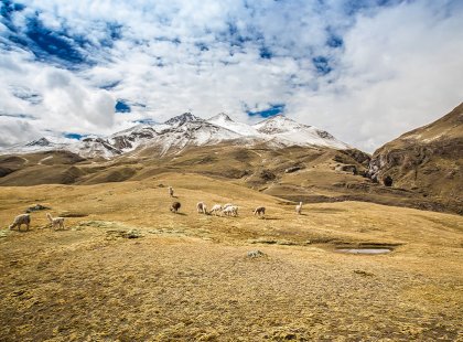 Grand mountain vistas, grazing llamas, and glacier strewn mountains are common sights on the Ausangate trek.