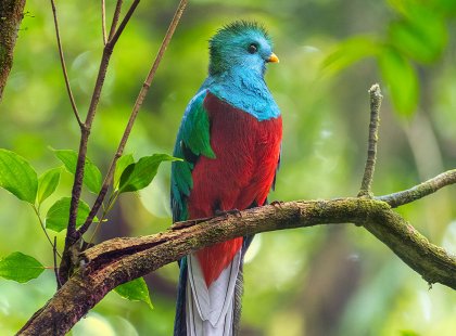 The resplendent quetzal is on many birders lifelong wish list and our chances are great of seeing one as we help build nesting boxes in the highlands for this rare bird.