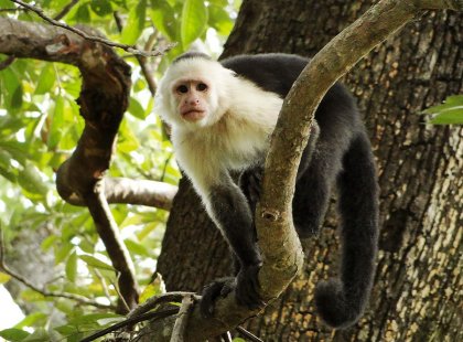 Wildlife abounds-even while working we may be greeted by monkeys and other jungle residents.