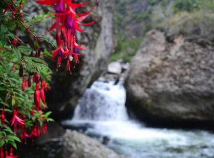 Fuxia flowers surrounding the Traidor River and small cascade