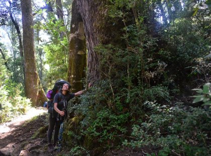Traveller in awe of the giant trees found in a forest along the trek