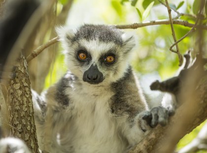 Madagascar In-Depth